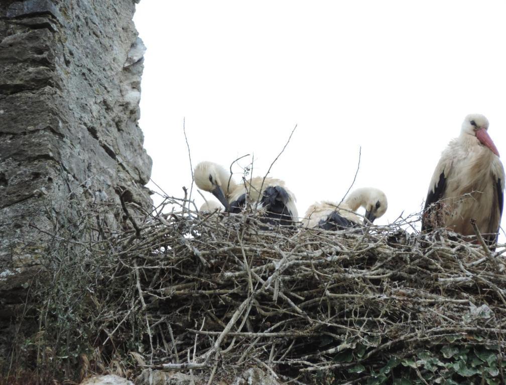 B&B Les Oiseaux De Passage Isigny-sur-Mer Kültér fotó