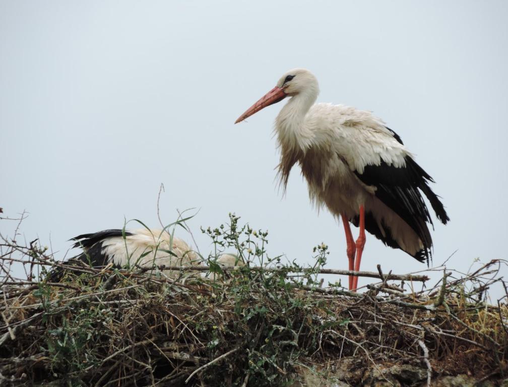 B&B Les Oiseaux De Passage Isigny-sur-Mer Kültér fotó